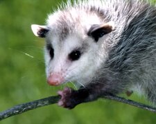 Opossum. Quelle: Screenshot YouTube