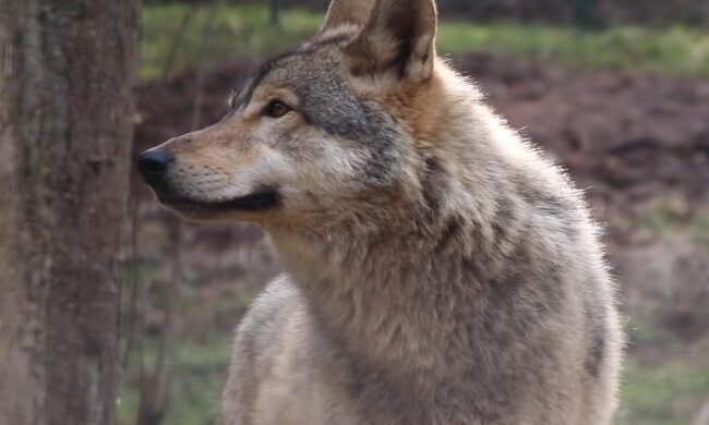Wolf. Quelle: Screenshot Youtube