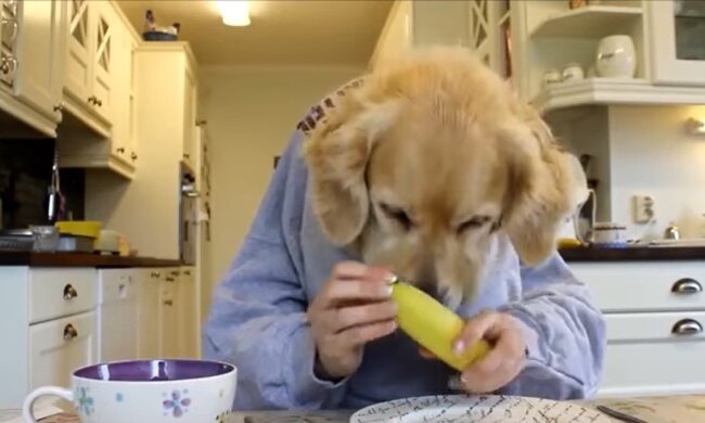 Hund. Quelle: Screenshot