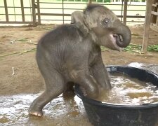 Kleine Elefant. Quelle: YouTube Screenshot