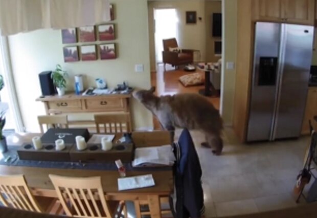 Bär brach in das Haus ein. Quelle: Screenshot Youtube