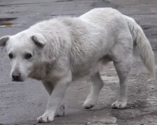 Hund in China. Quelle: YouTube Screenshot