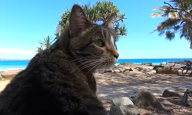 Nala. Quelle: YouTube Screenshot