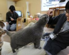 Die japanische Firma erlaubt es  Mitarbeitern, Katzen zur Arbeit zu bringen, um Stress abzubauen