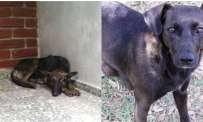 Hündin. Quelle: Screenshot