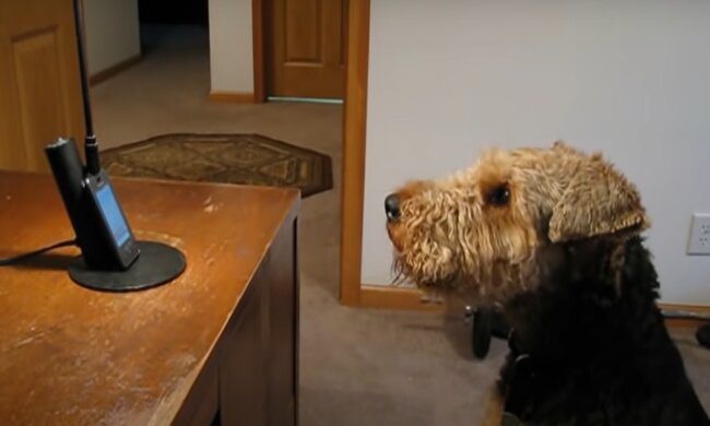 Stanley. Quelle: YouTube Screenshot