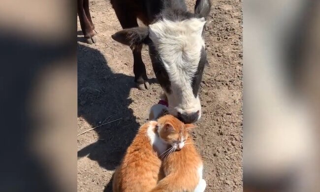 Hershey und Rhys. Quelle: YouTube Screenshot