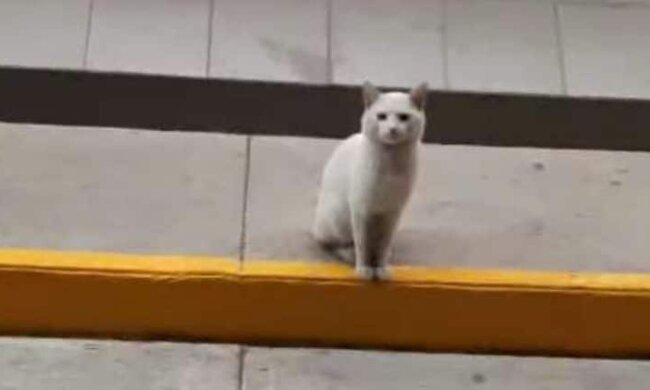 Eine schmutzige weiße Katze saß jeden Tag neben dem Laden und zog die Aufmerksamkeit auf sich