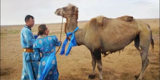 Das verkaufte Kamel hat einen langen Weg zurückgelegt, um nach Hause zu kommen