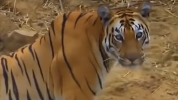 Der Tiger, der seine eigenen Tigerjungen aufzieht. Quelle: Screenshot YouTube