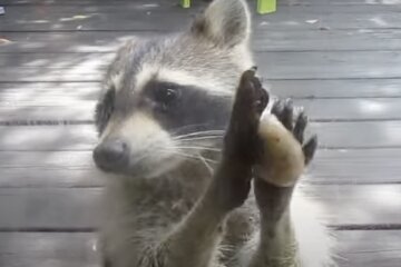 Waschbär. Quelle: Screenshot YouTube