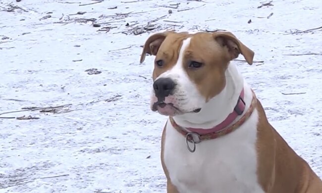 Tierheimhund. Quelle: Youtube Screenshot