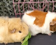 Los Angeles Guinea Pig Rescue. Quelle: YouTube Screenshot