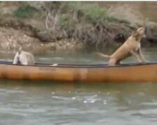 Zwei Hunde blieben in einem Kanu, das vom Bach weggetragen wurde! Und dann eilte ein schwarzer Held über die Wellen