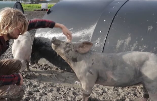 Bauer und sein Schwein. Quelle: YouTube Screenshot