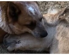 Pferd und Hund. Quelle: Video Screenshot