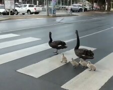 Die Schwanen-Familie ist gesetzestreu und überquert die Straße an der richtigen Stelle