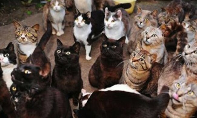 Warum wird ein Junge aus seiner Wohnung mit vielen Katzen vertrieben