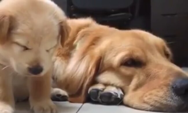 Die Hundefamilie. Quelle: YouTube Screenshot