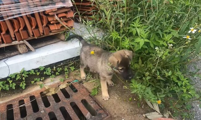 Illustratives Bild. Quelle: Youtube Screenshot