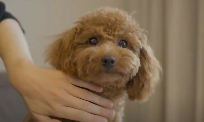 Unvorhergesehene Umstände sind kein Hindernis für die Liebe. Quelle: Screenshot YouTube