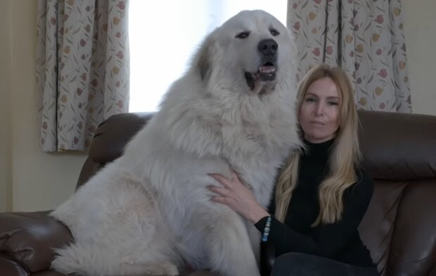Großer Hund. Quelle: YouTube Screenshot