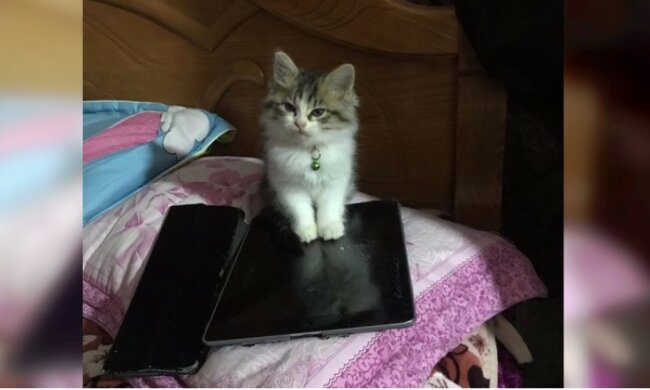 Hier ist zu sehen, wer verantwortlich ist: Katzen zeigen, wer der Boss ist