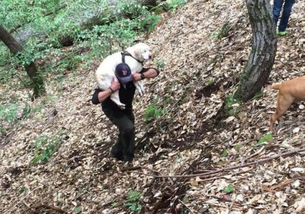 Der Mann fand einen blinden alten Labrador im Bach und gab dem Tierheim die Belohnung für ihn