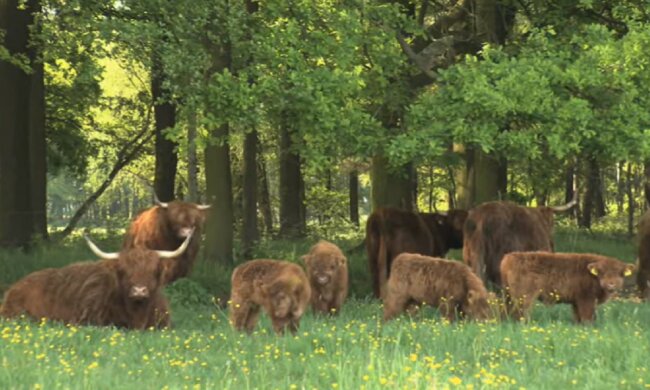 Die Kuh begann Milch zu verlieren, und der Bauer beschloss ihr im Wald zu folgen