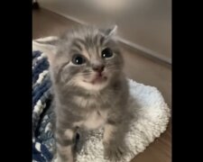 Babykatze. Quelle: Youtube Screenshot