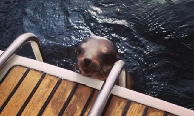 Charmanter Gast auf dem Schiff. Quelle: Screenshot YouTube