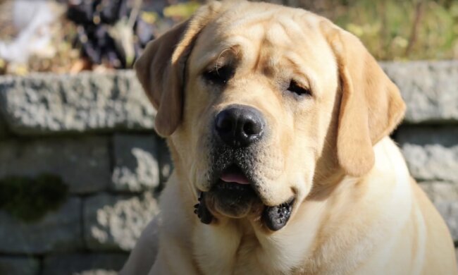 Hund. Quelle: Screenshot YouTube