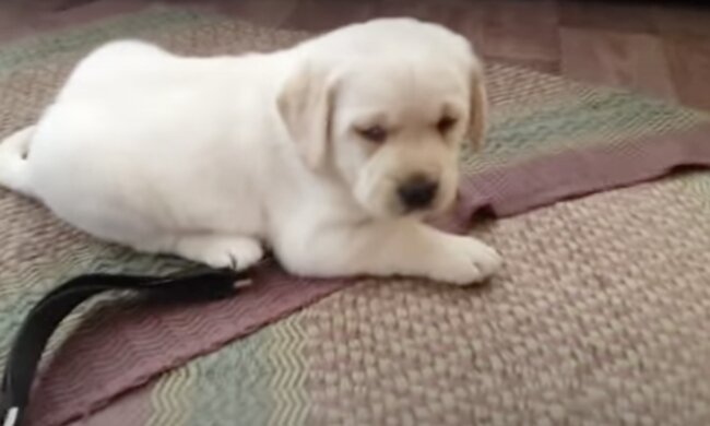 Welpe Quelle: Screenshot YouTUbe