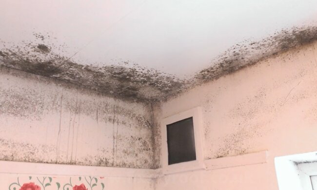 Schimmel hat das ganze Haus erobert. Quelle: Screenshot YouTube