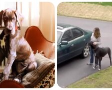 Deutsche Dogge und eine Frau. Quelle: Youtube Screenshot