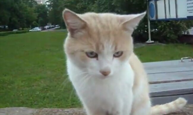 "Die verlassene Katze. Quelle: YouTube Screenshot