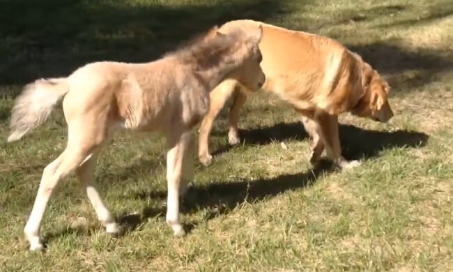 Hund mit einem Pferd. Quelle: YouTube Screenshot