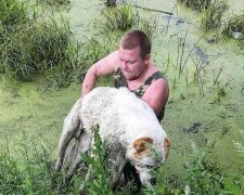 Er konnte weder bellen noch sich bewegen: ein Mann rettete einen Hund, der im Sumpf ertrank
