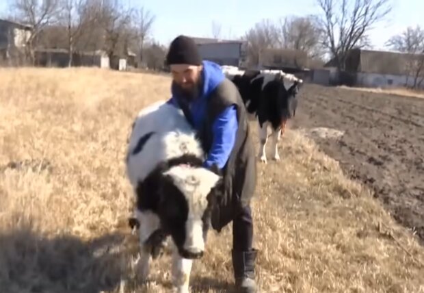 Andrej, Kuh und Ochse. Quelle: Screenshot Youtube