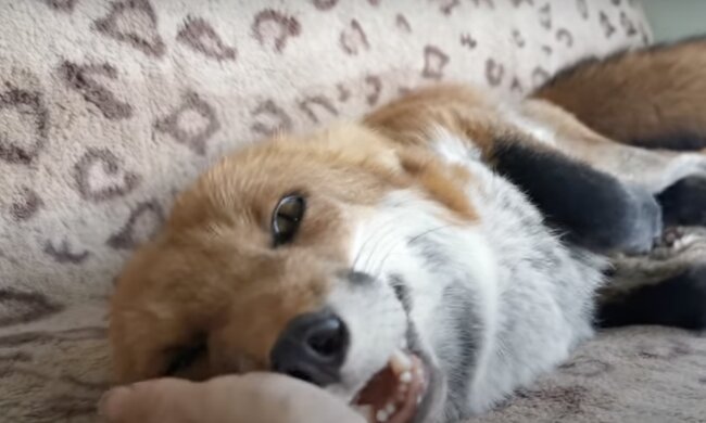 Fuchs. Quelle: Screenshot YouTube