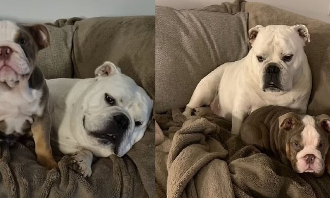 Der Hund. Quelle: dailymail.co.uk