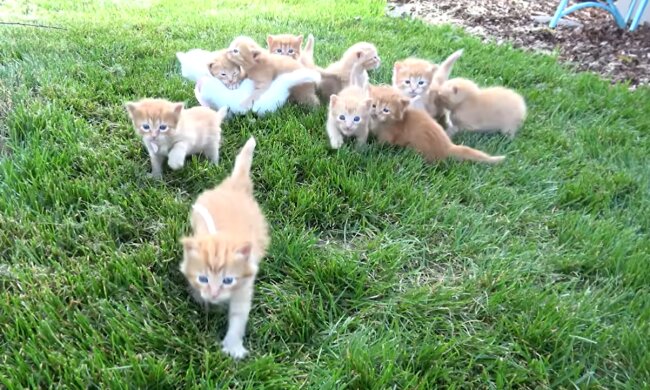 Entzückende Babys. Quelle: Screenshot YouTube