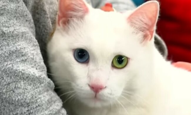 Außergewöhnliche Schönheit