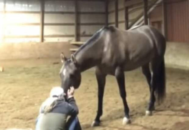 Das Pferd hörte das Weinen der Besitzerin: um sie zu beruhigen, brachte es ihr ein Stück Heu anstelle eines Taschentuchs