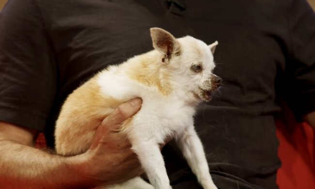 Alter Hund. Quelle: Youtube Screenshot