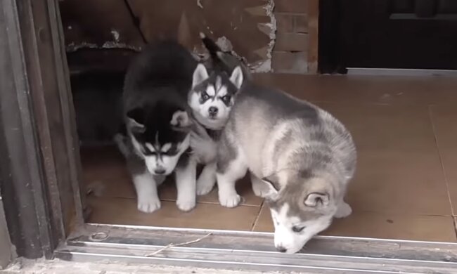 Welpen. Quelle: Screenshot YouTube