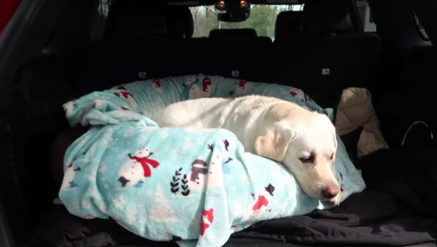 Der Hund liegt im Auto. Quelle: YouTube Screenshot
