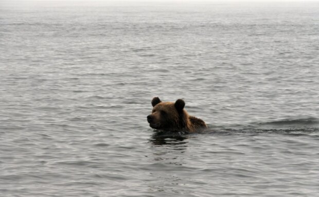 Ein Bär blieb mit dem Kopf in einem Fass stecken und wäre beim Schwimmen im See fast ertrunken, konnte aber rechtzeitig gerettet werden