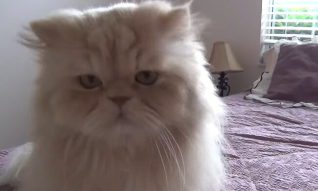Dina. Quelle: YouTube Screenshot