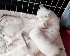 Wie die Aufnahme einer schnurrenden Katzenmutter half, ein streunendes Kätzchen zu retten